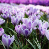Crocus striés