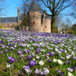 Crocus striés