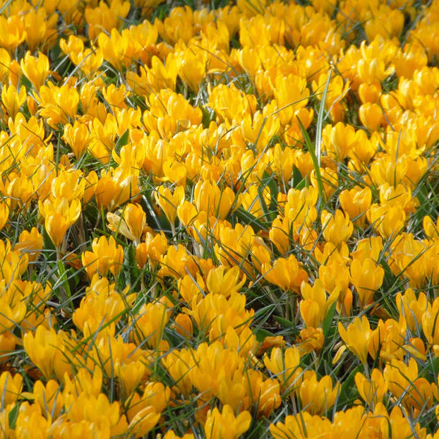 Crocus Jaune d'automne