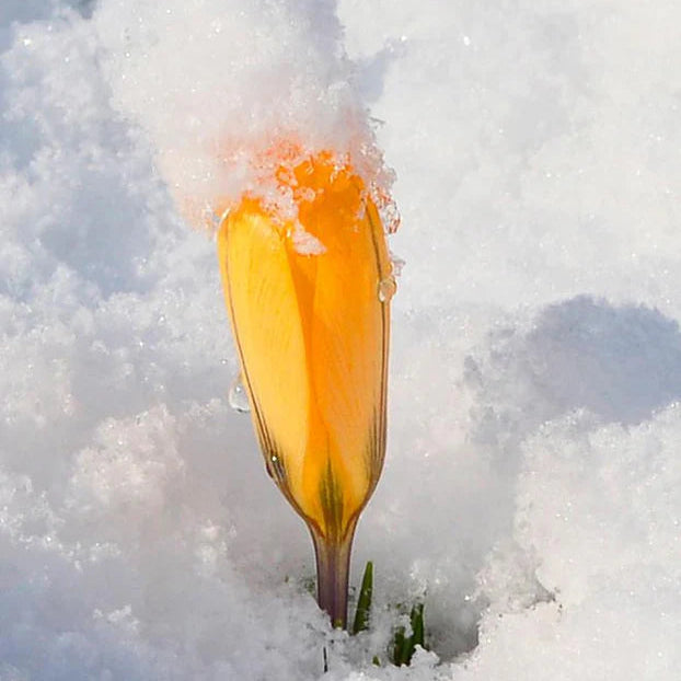 Crocus Jaune d'automne