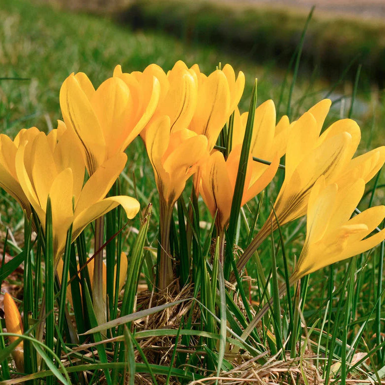 Crocus Jaune d'automne