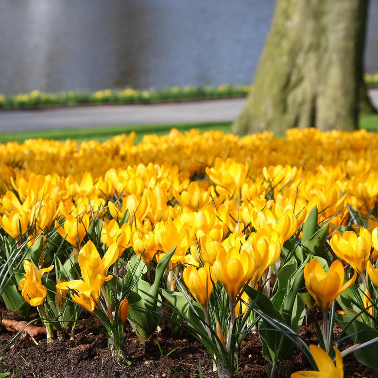 Crocus Jaune d'automne