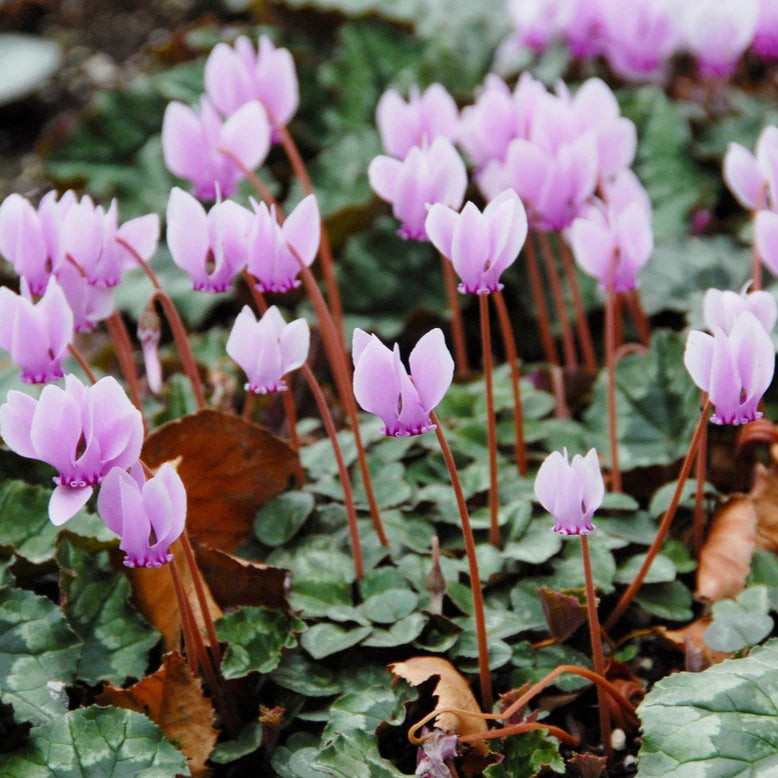 cyclamen de naples​