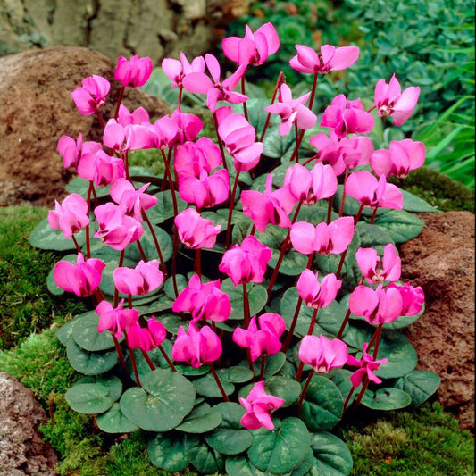 Cyclamen de Naples