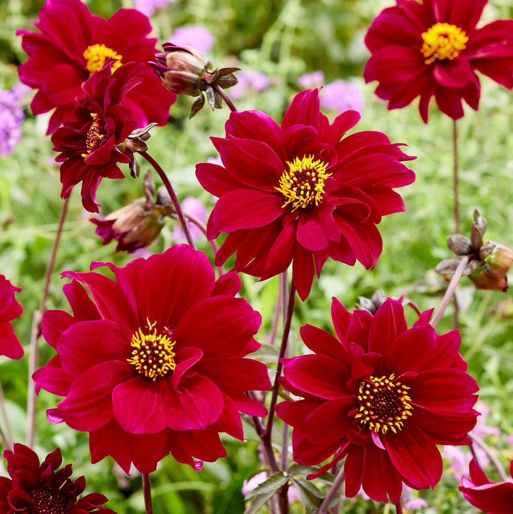 dahlia-bishop-of-canterbury