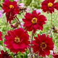 dahlia-bishop-of-canterbury