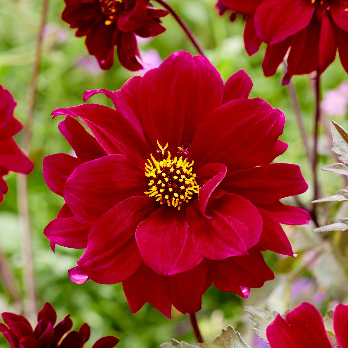 dahlia-bishop-of-canterbury