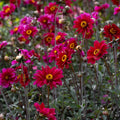 dahlia-bishop-of-canterbury