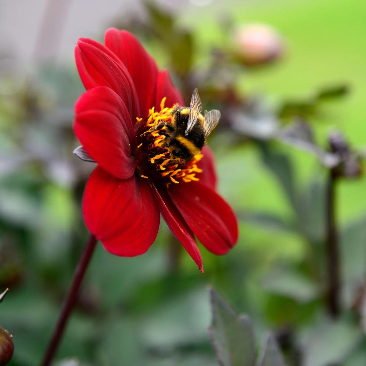 dahlia-bishop-of-canterbury