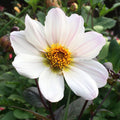 dahlia-bishop-of-dover