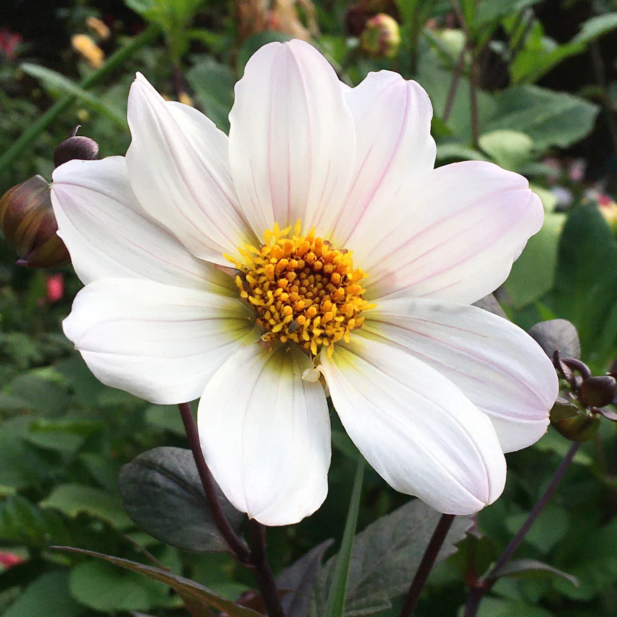 dahlia-bishop-of-dover Immagine