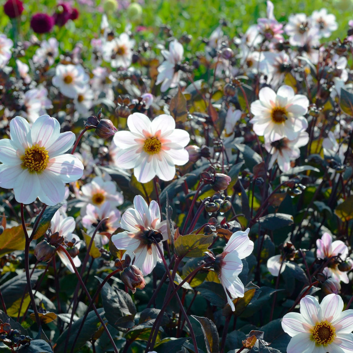 dahlia-bishop-of-dover