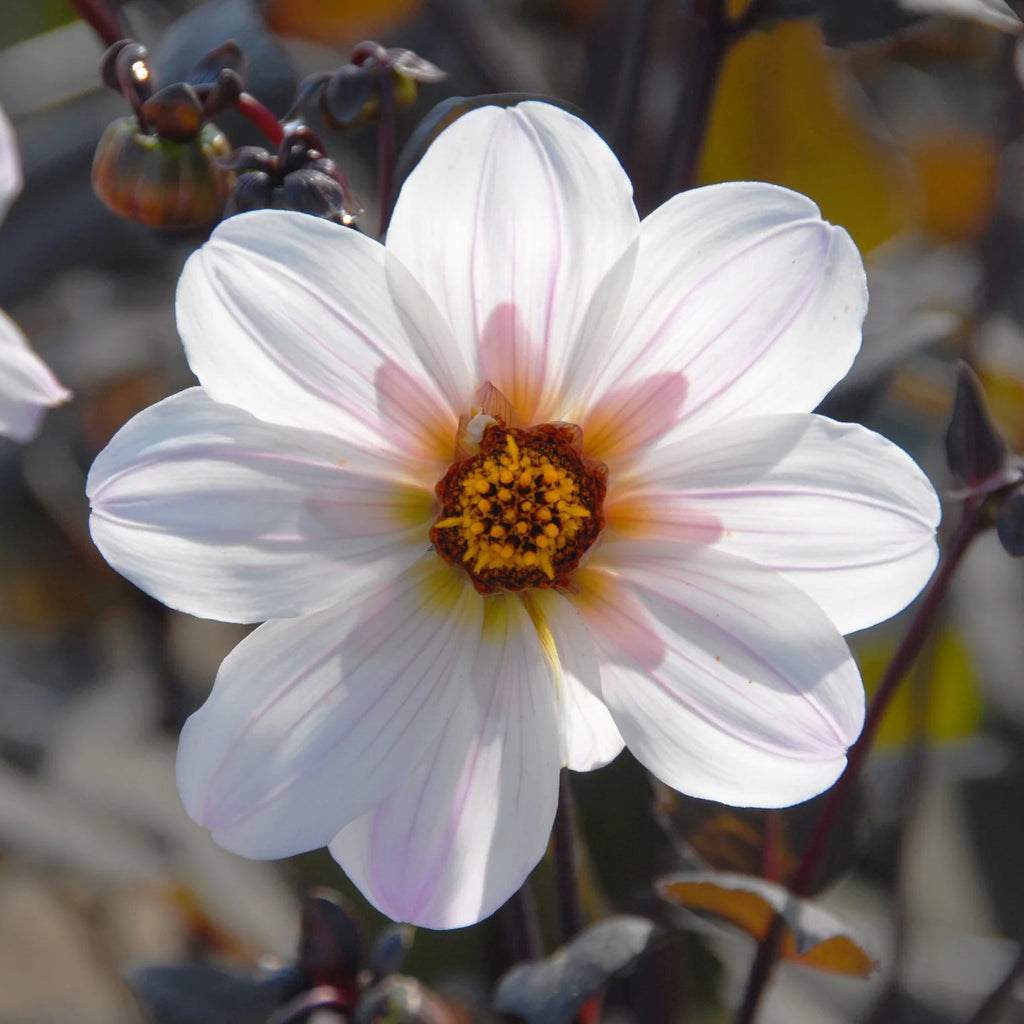 dahlia-bishop-of-dover