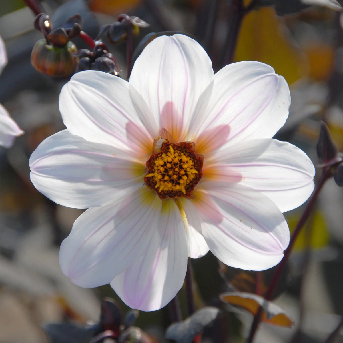 dahlia-bishop-of-dover