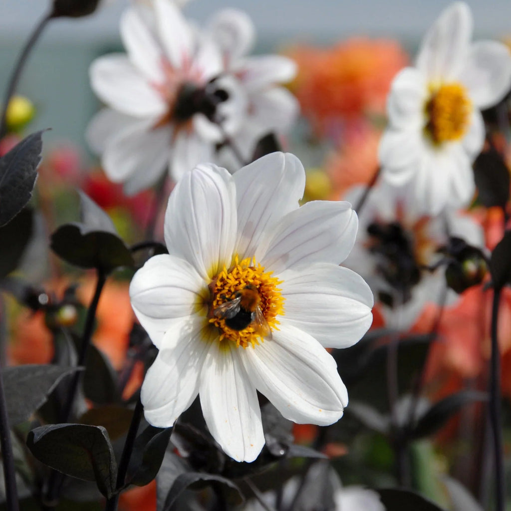 dahlia-bishop-of-dover