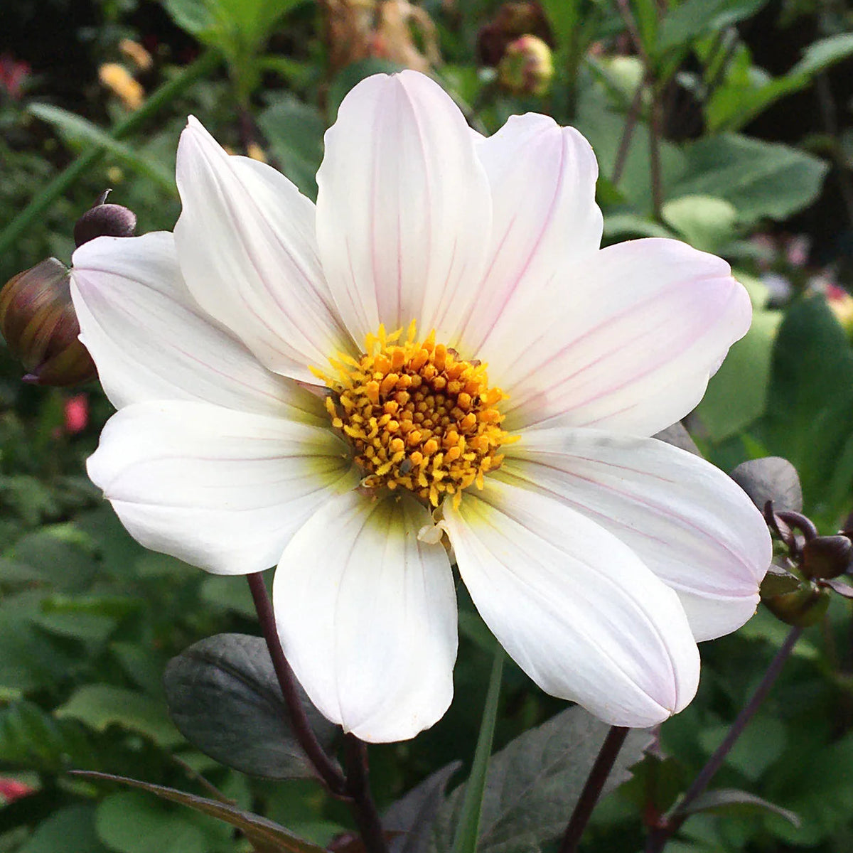 dahlia-bishop-of-dover