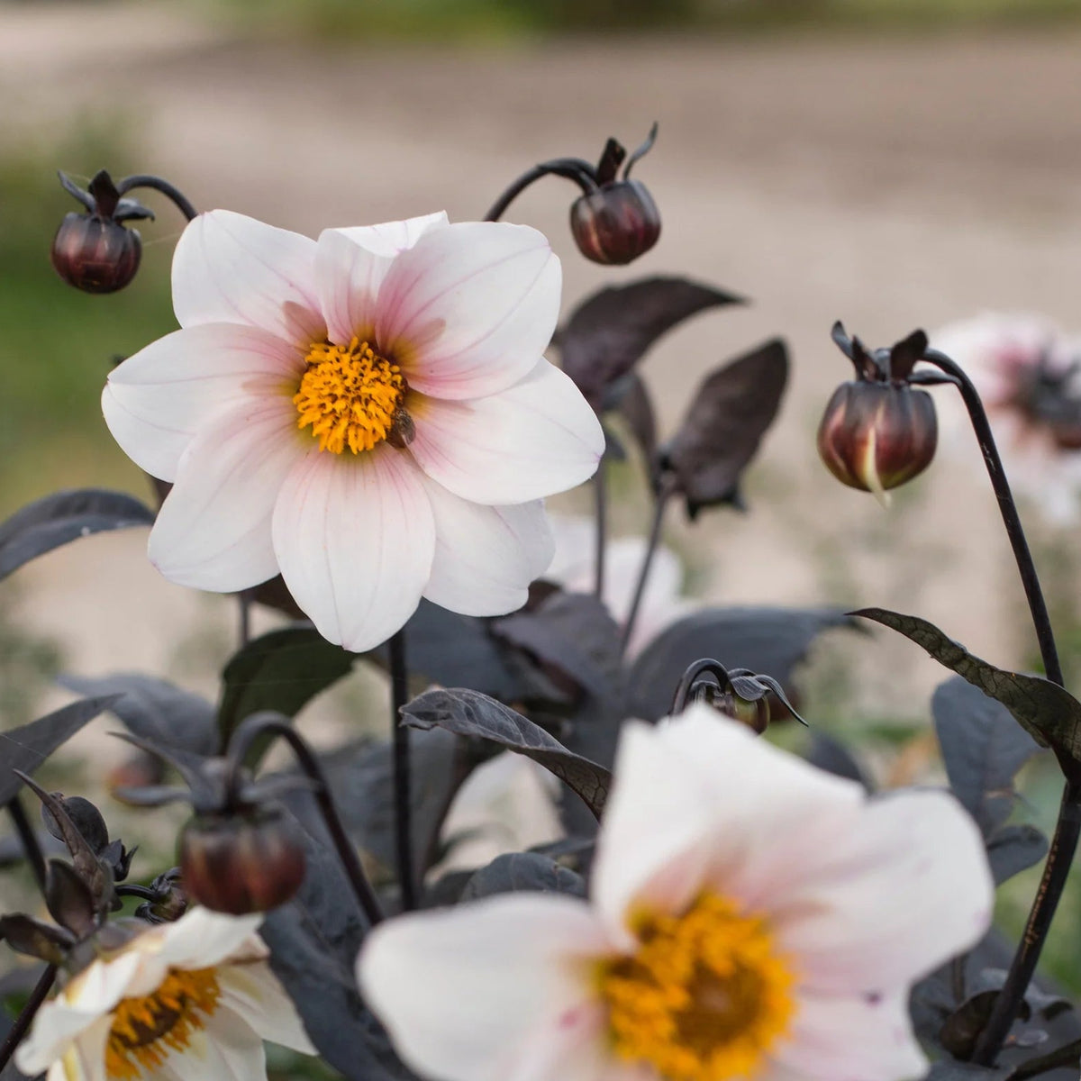 dahlia-bishop-of-dover