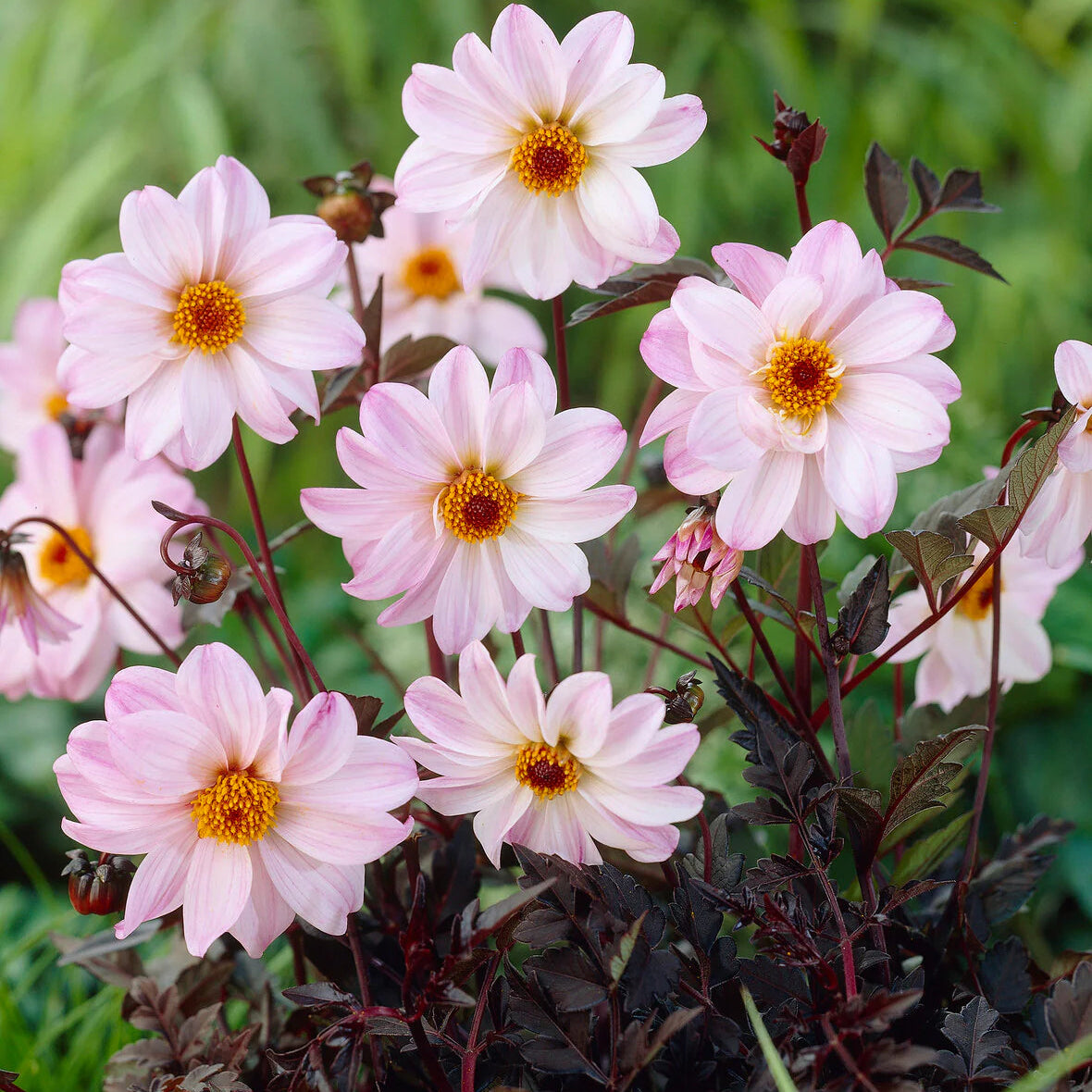 dahlia-bishop-of-leicester Image