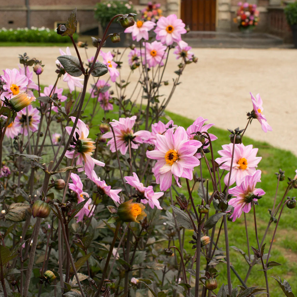 dahlia-bishop-of-leicester