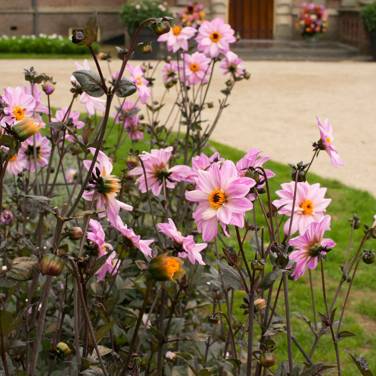 dahlia-bishop-of-leicester