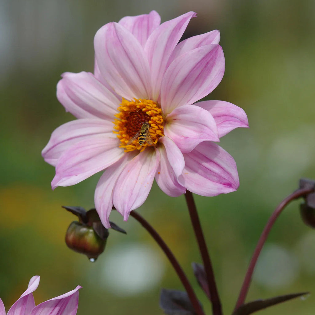 dahlia-bishop-of-leicester