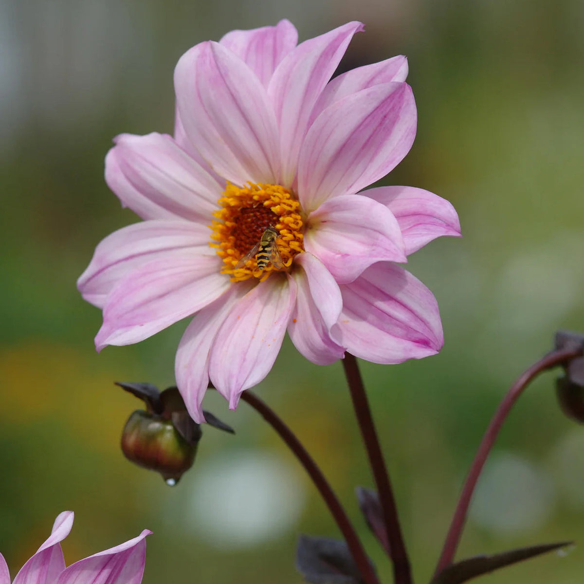 dahlia-bishop-of-leicester