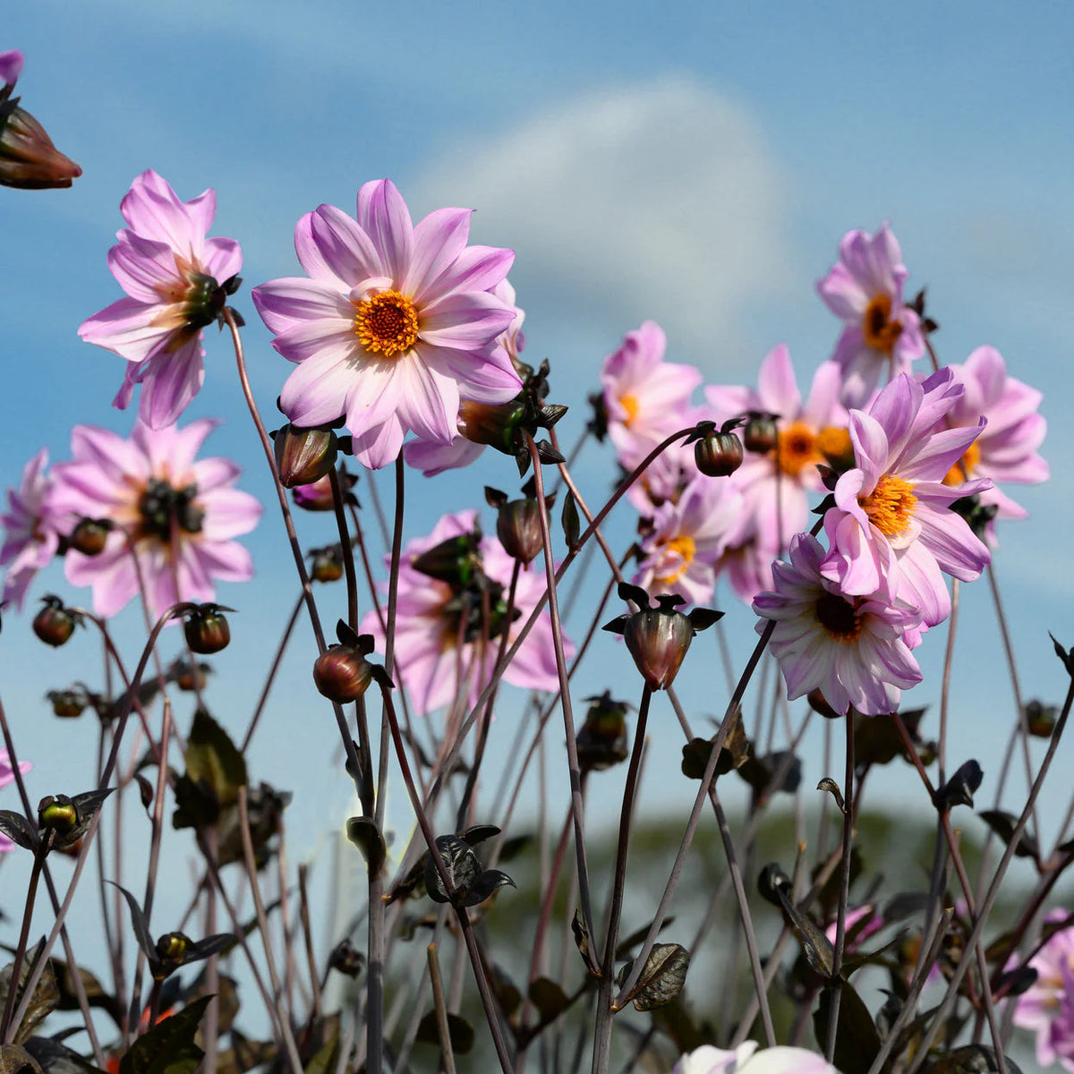 dahlia-bishop-of-leicester