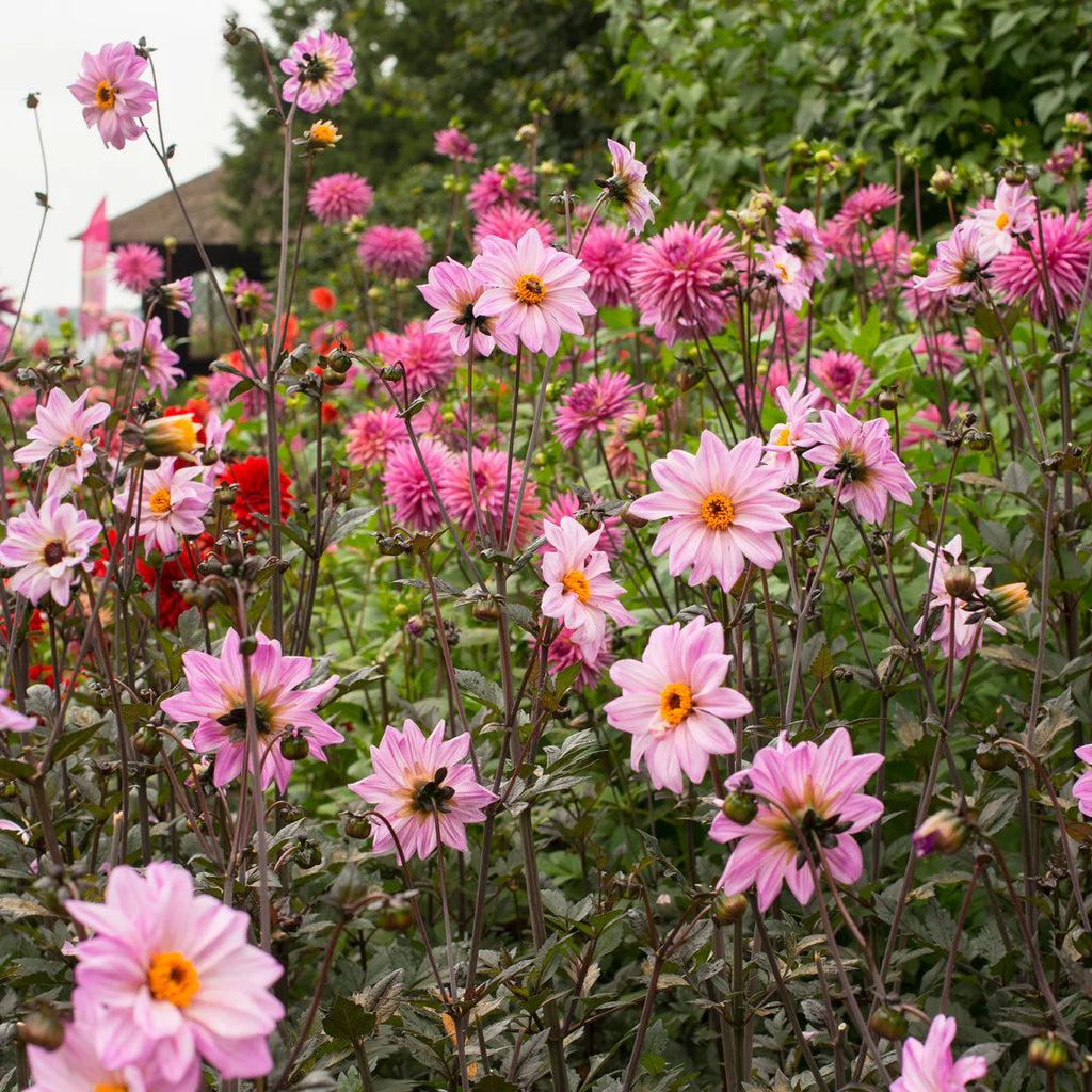 dahlia-bishop-of-leicester