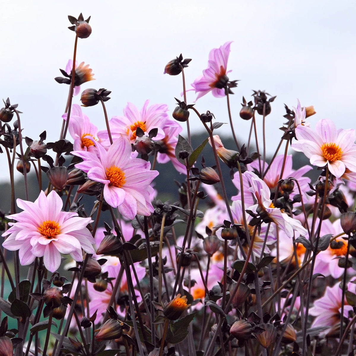 dahlia-bishop-of-leicester