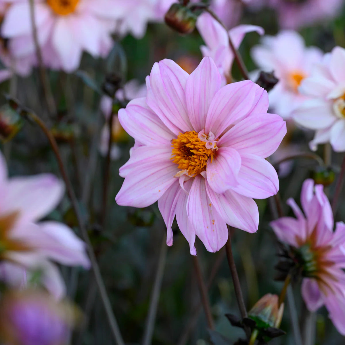 dahlia-bishop-of-leicester