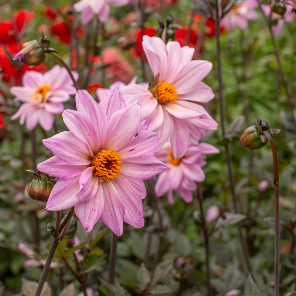 dahlia-bishop-of-leicester