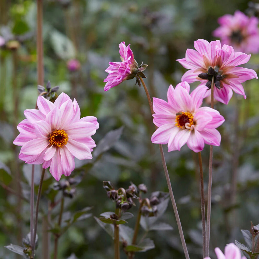 dahlia-bishop-of-leicester