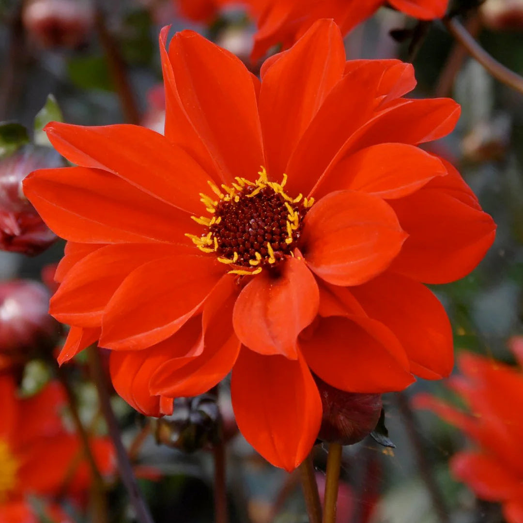dahlia-bishop-of-llandaff