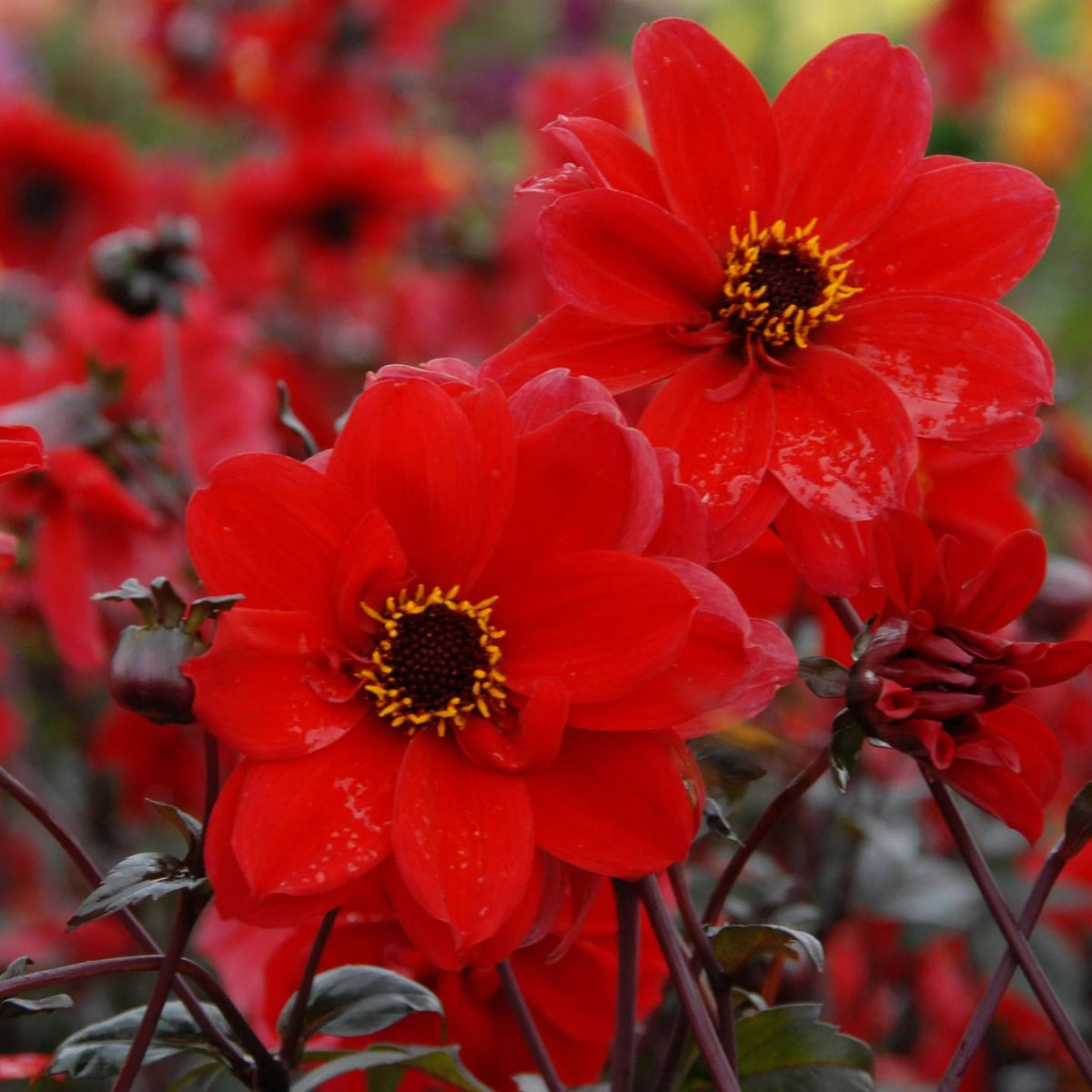 dahlia-bishop-of-llandaff