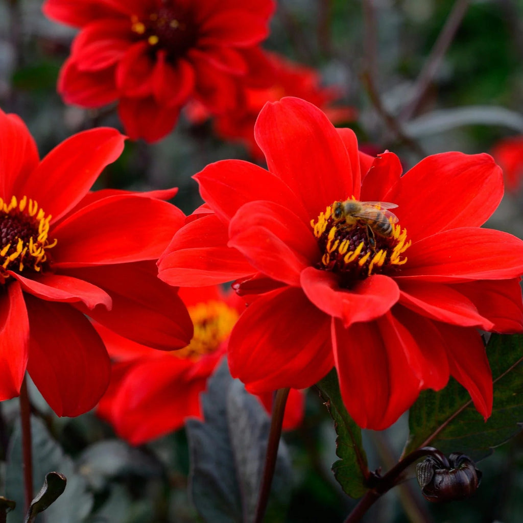 dahlia-bishop-of-llandaff