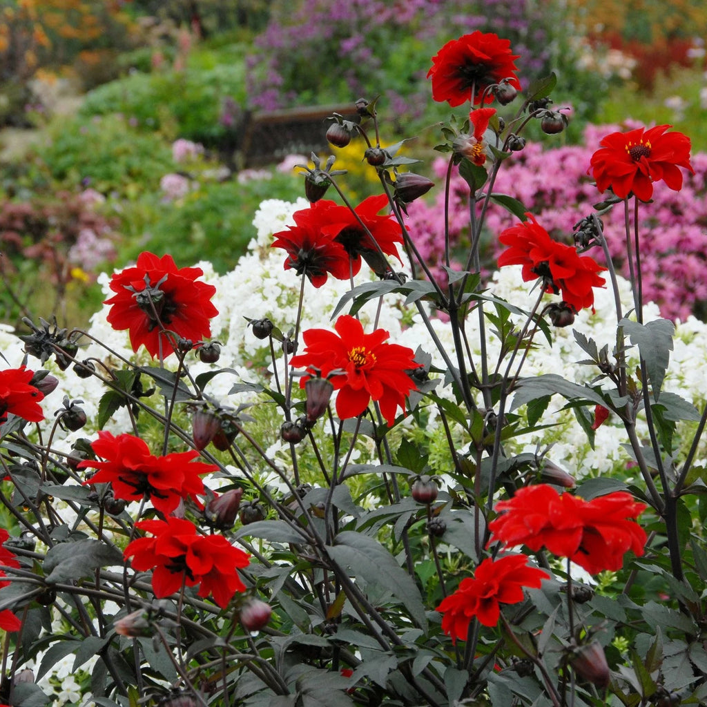 dahlia-bishop-of-llandaff
