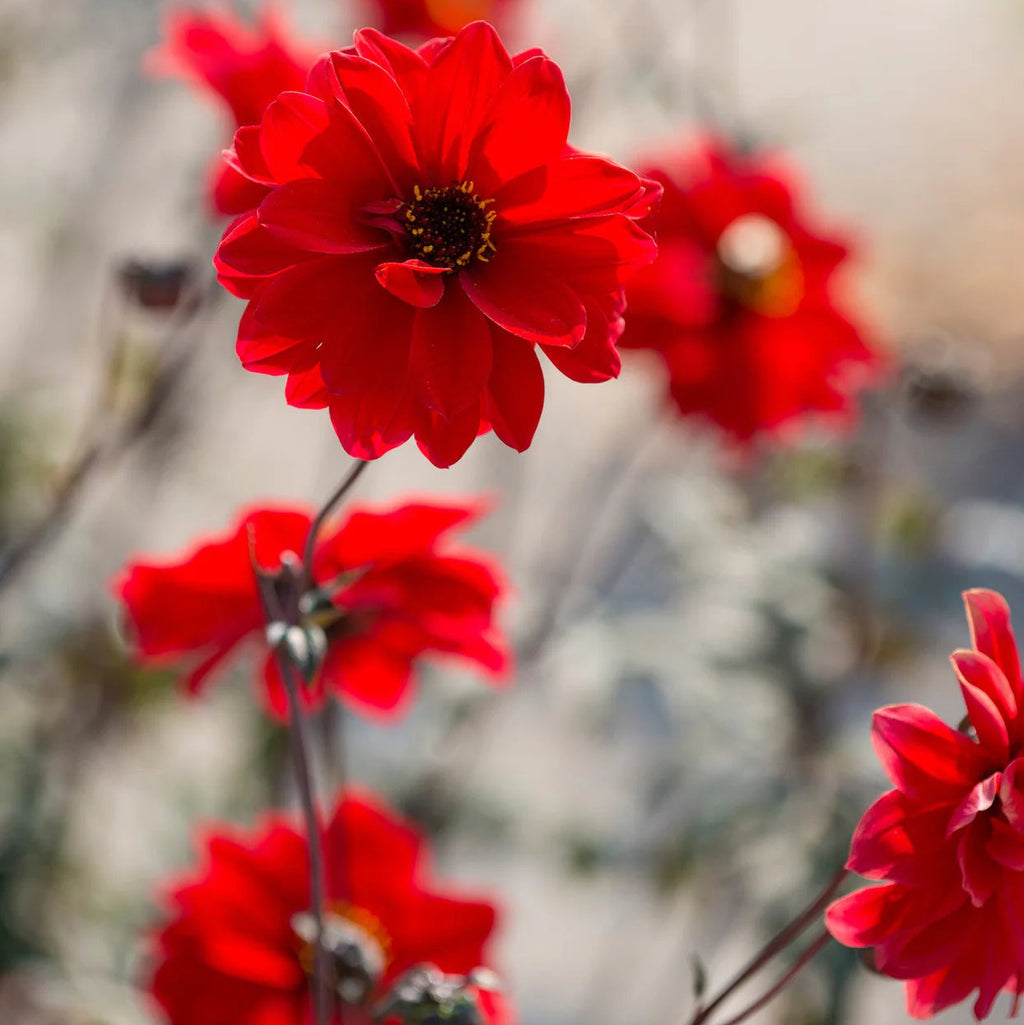 dahlia-bishop-of-llandaff