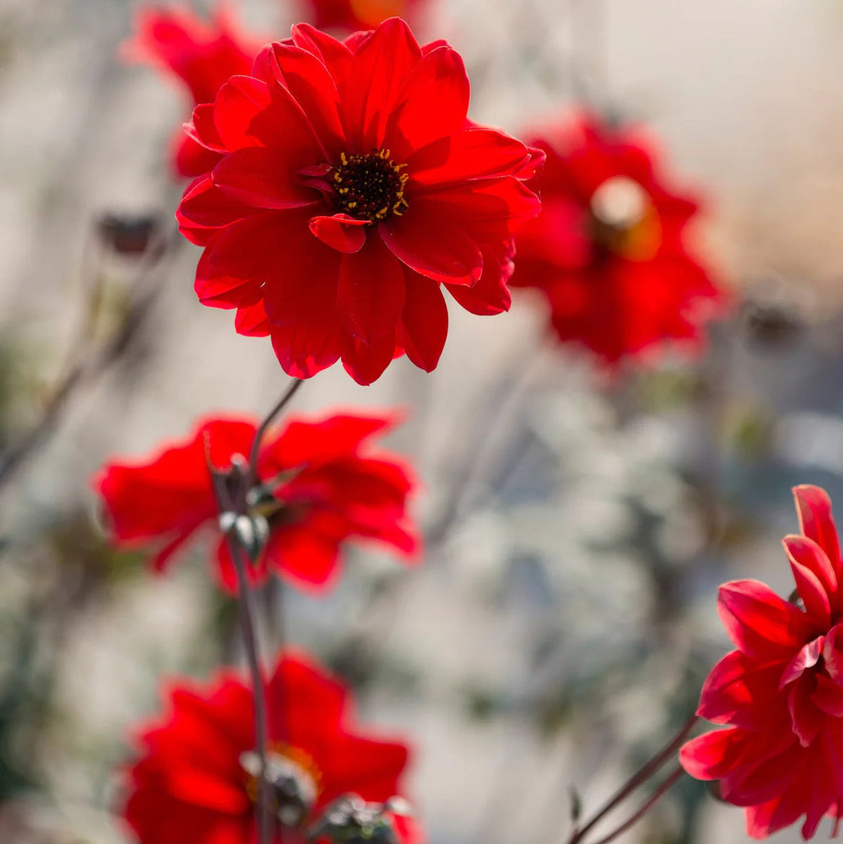 dahlia-bishop-of-llandaff