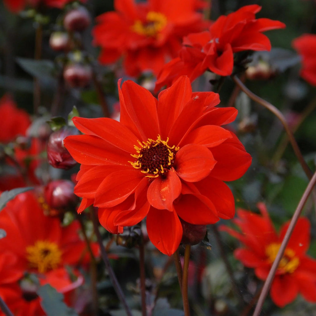 dahlia-bishop-of-llandaff