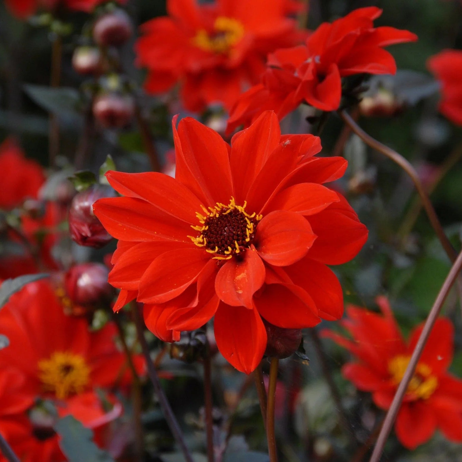 dahlia-bishop-of-llandaff Image