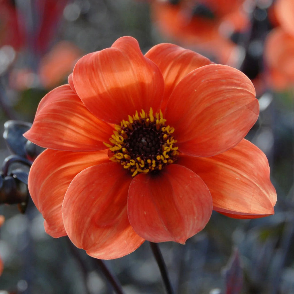 dahlia-bishop-of-oxford