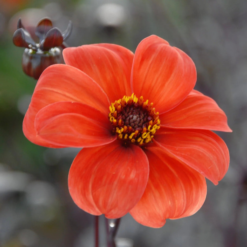 dahlia-bishop-of-oxford