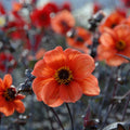 dahlia-bishop-of-oxford