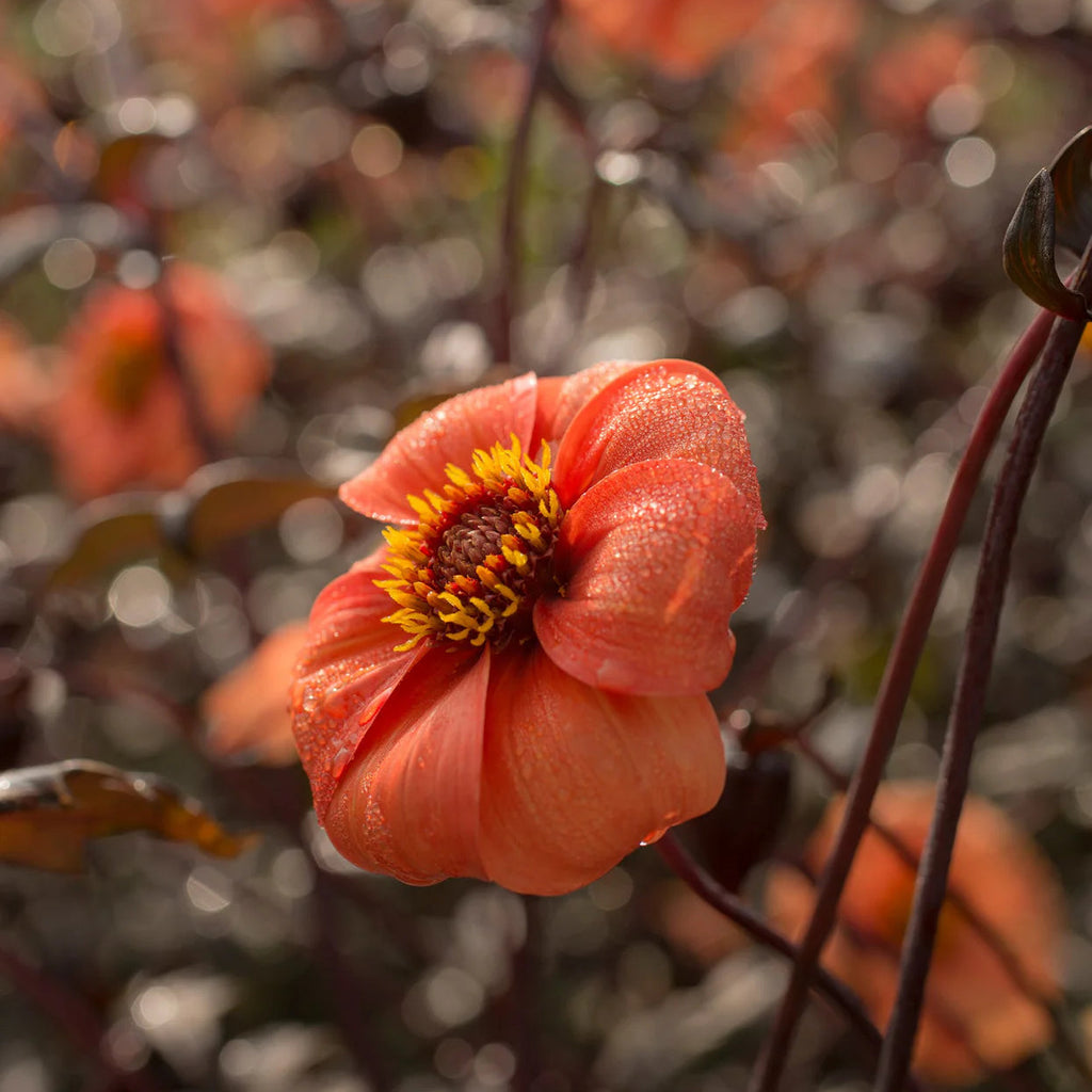 dahlia-bishop-of-oxford