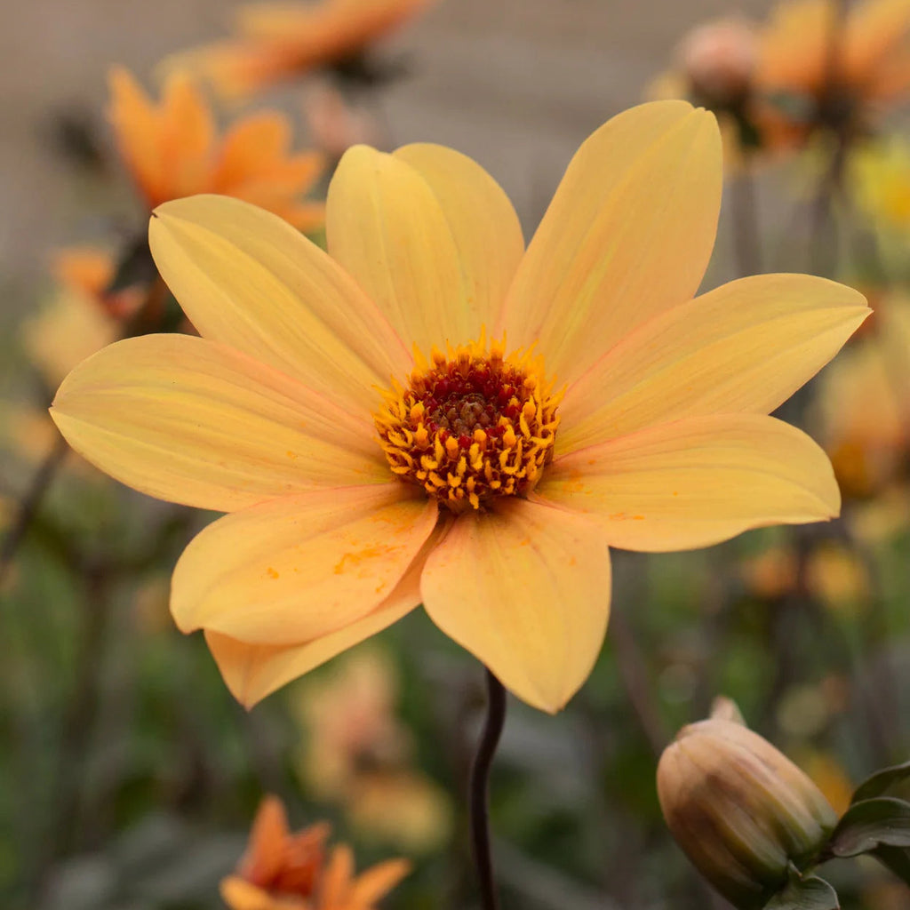 dahlia-bishop-of-york