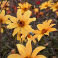 dahlia-bishop-of-york