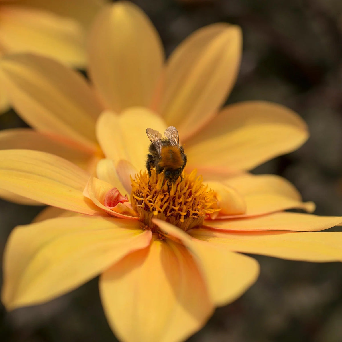 dahlia-bishop-of-york