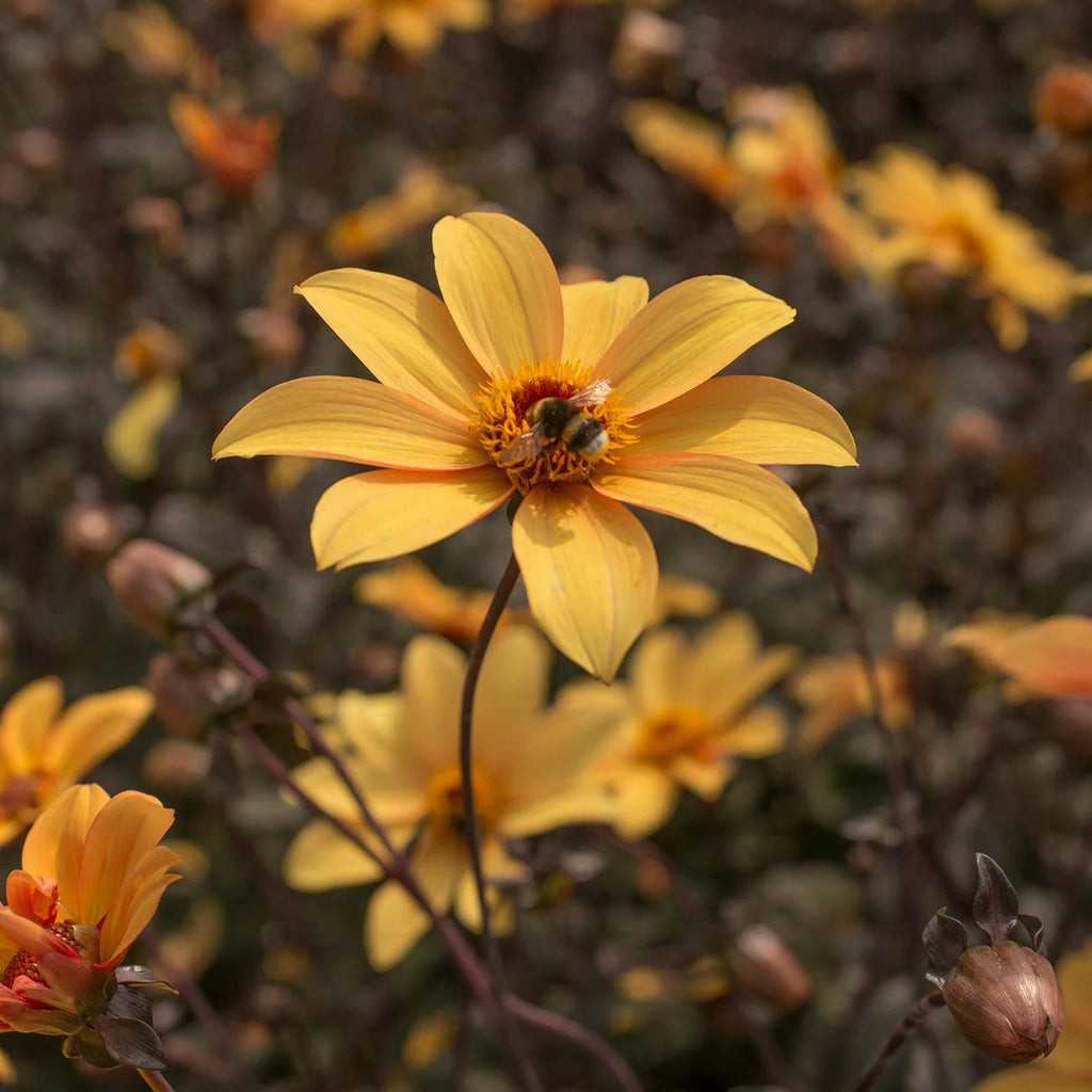 dahlia-bishop-of-york