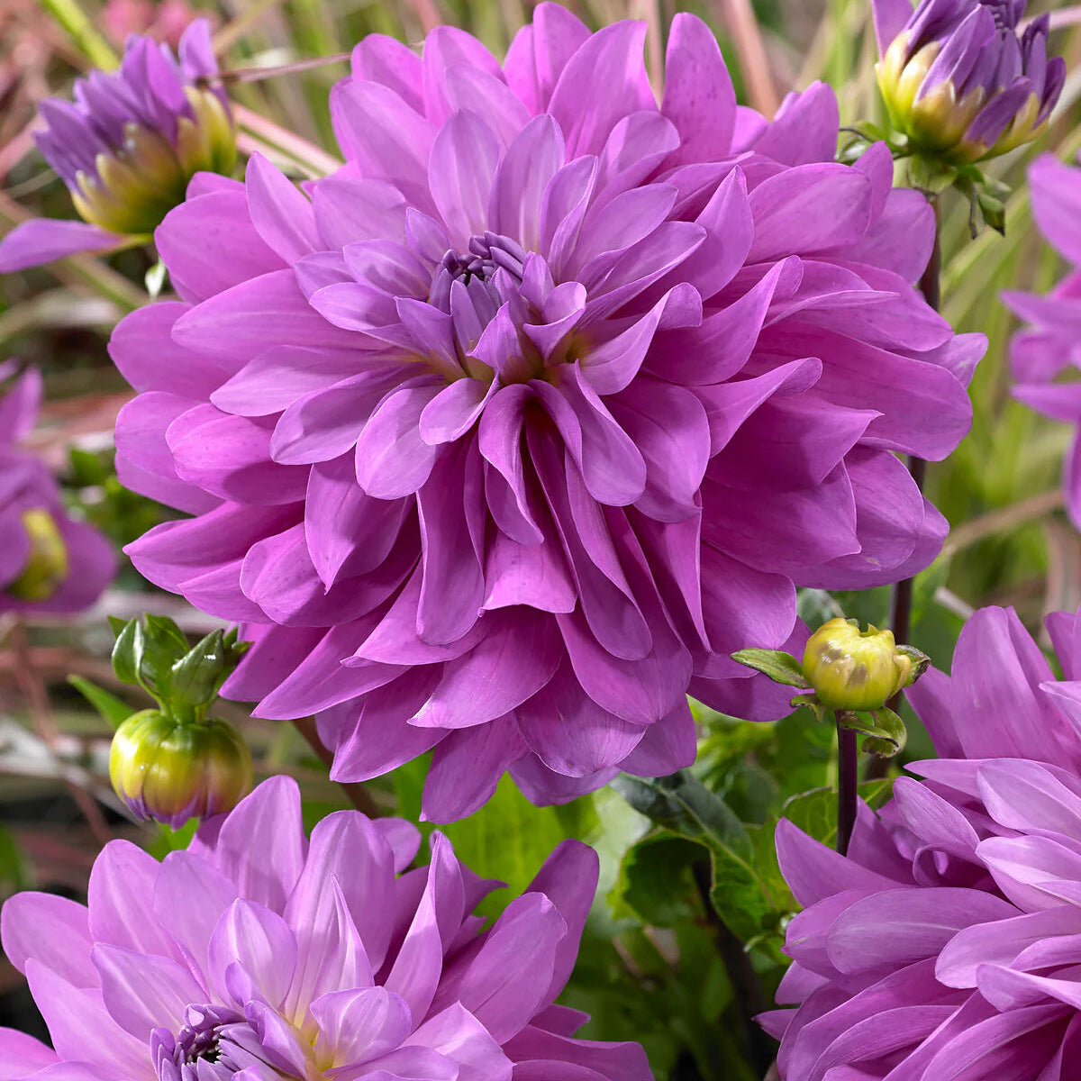 dahlia-bluetiful Immagine