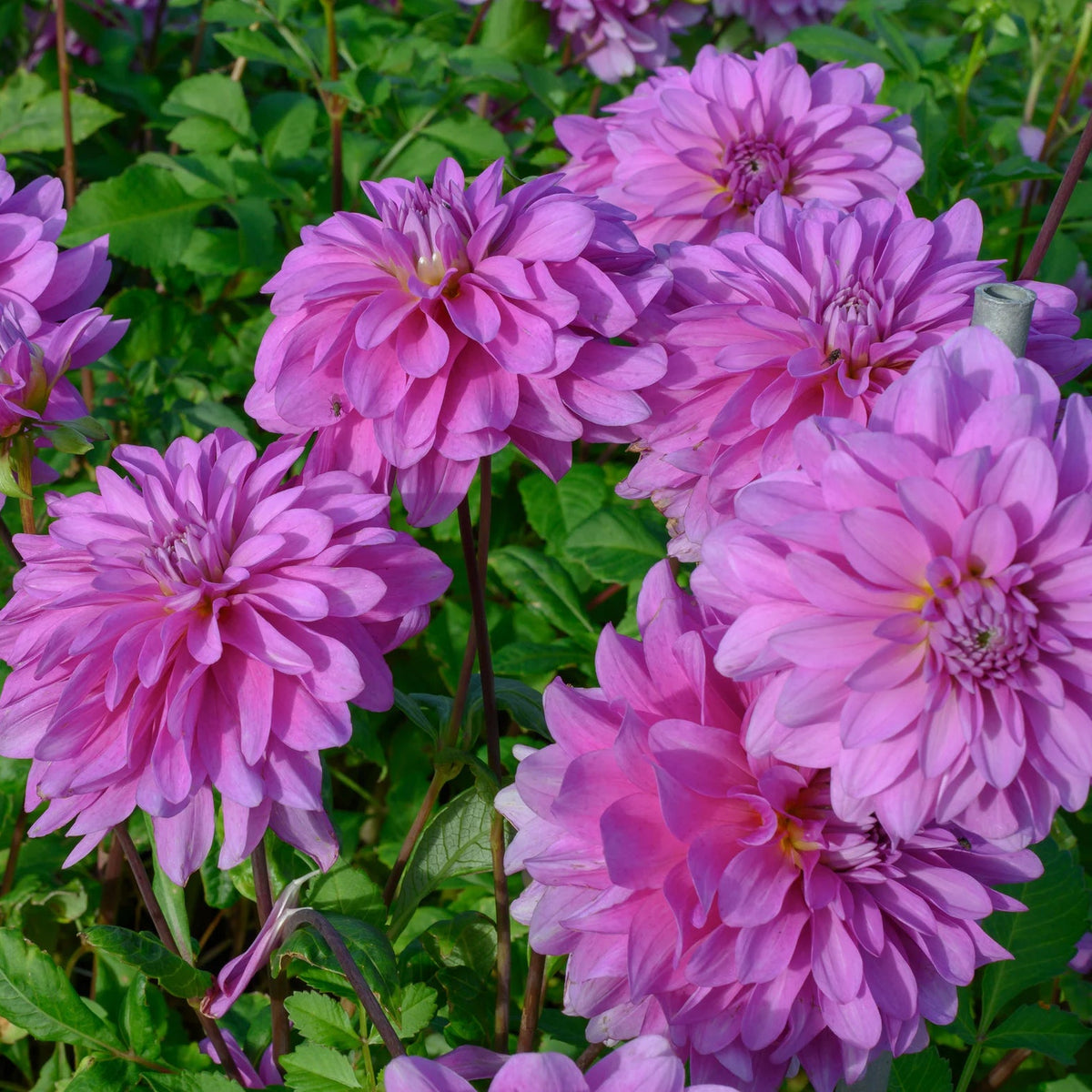 dahlia-bluetiful
